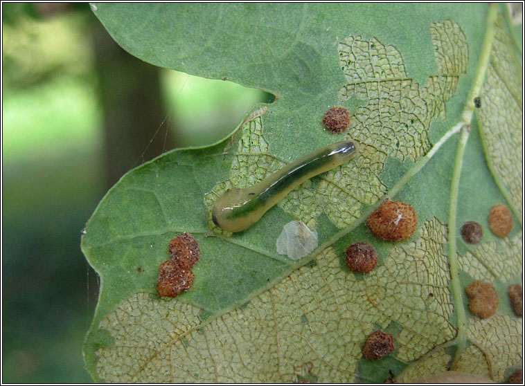 Caliroa varipes