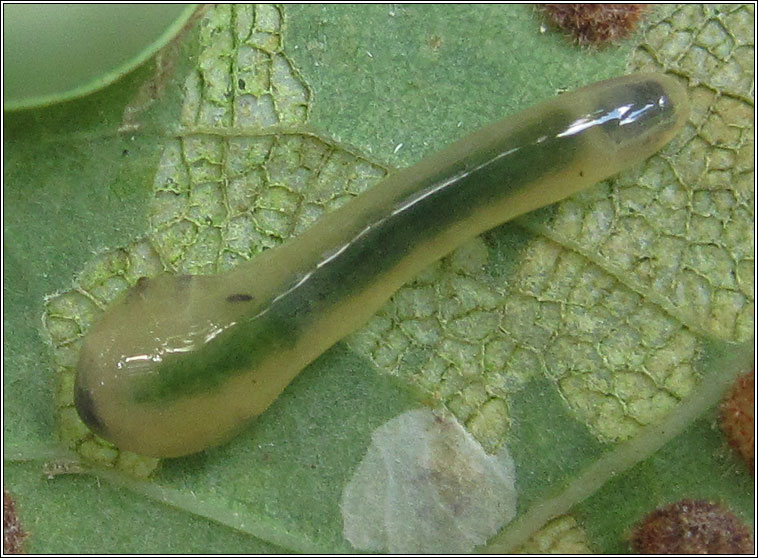 Caliroa varipes