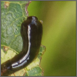 Caliroa cerasi, Pear Slug Sawfly