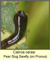 Caliroa cerasi, Pear Slug Sawfly