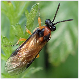 Athalia rosae, Turnip Sawfly