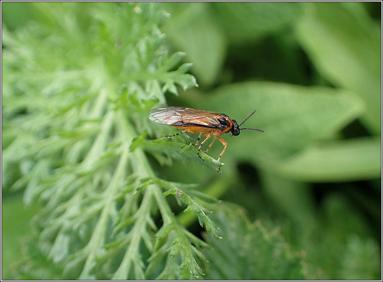 Athalia rosae, Turnip Sawfly