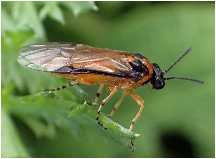 Athalia rosae, Turnip Sawfly