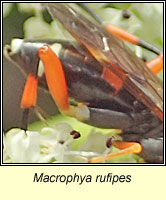 Macrophya rufipes