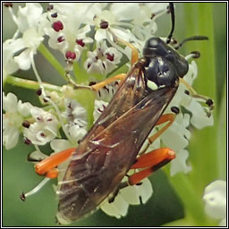 Macrophya rufipes