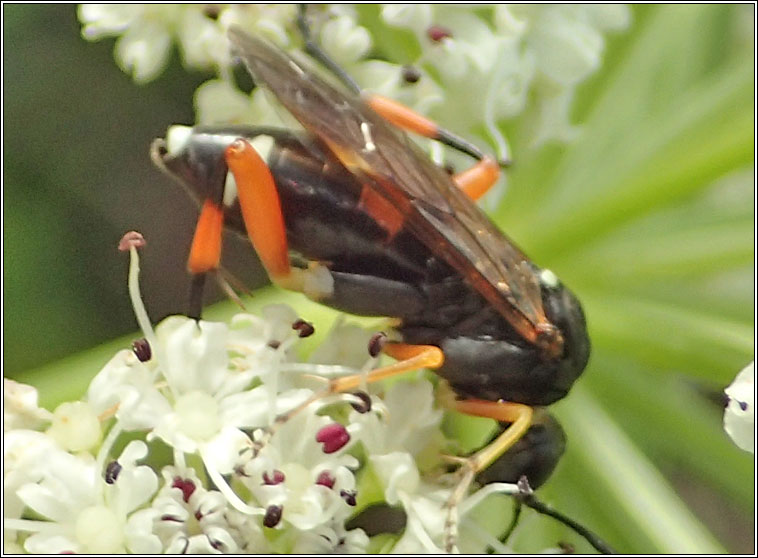 Macrophya rufipes