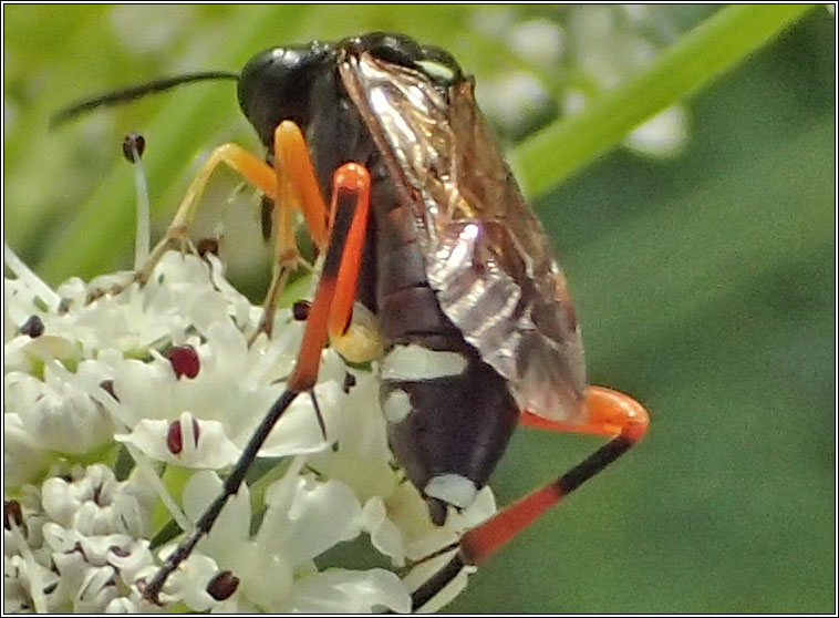 Macrophya rufipes