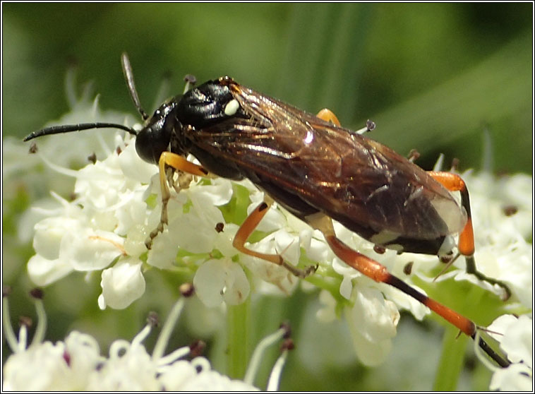 Macrophya rufipes