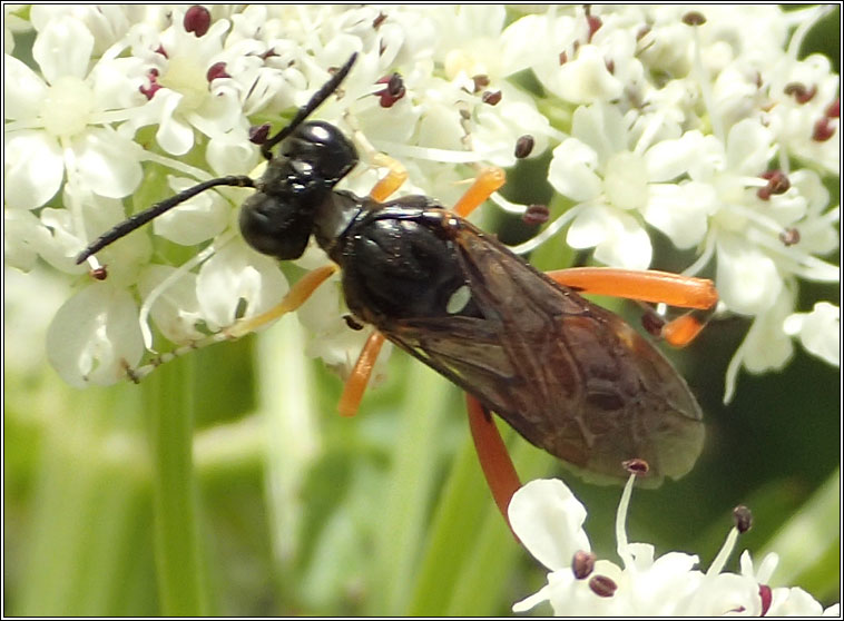 Macrophya rufipes