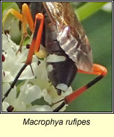 Macrophya rufipes