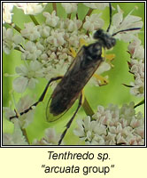 Tenthredo sp, arcuata group