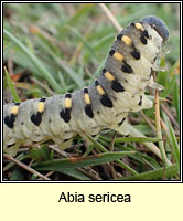 Abia sericea