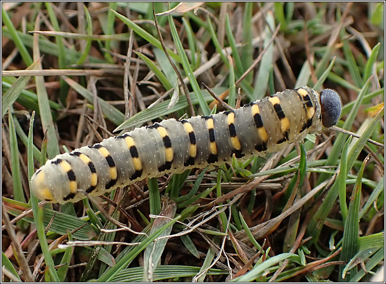 Abia sericea