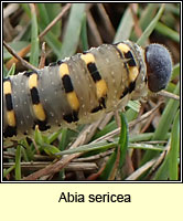 Abia sericea