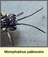 Monophadnus pallescens