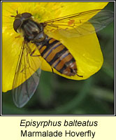 Episyrphus balteatus, Marmalade Hoverfly