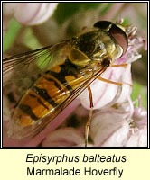 Episyrphus balteatus, Marmalade Hoverfly