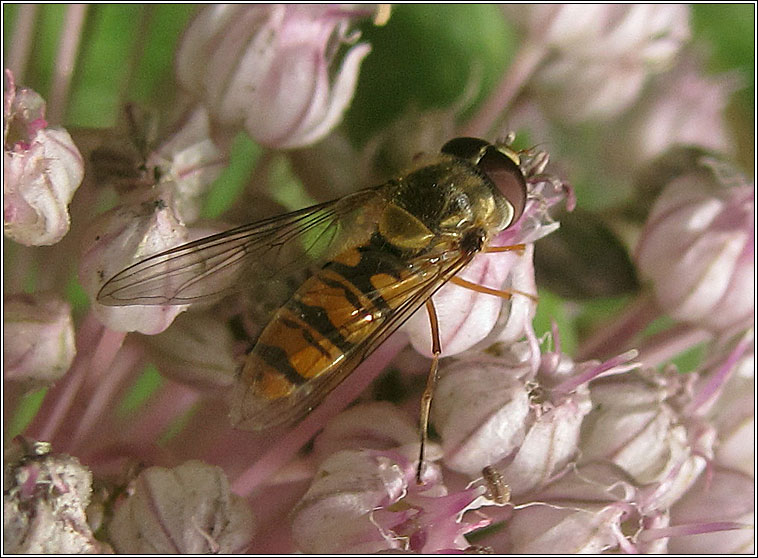 Episyrphus balteatus, Marmalade Hoverfly