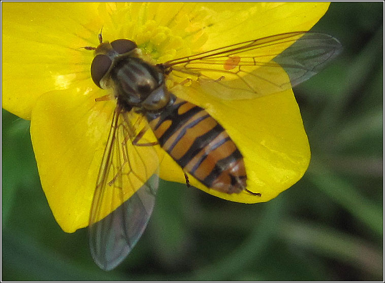 Episyrphus balteatus, Marmalade Hoverfly