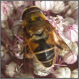 Eristalis arbustorum, Plain-faced Drone Fly