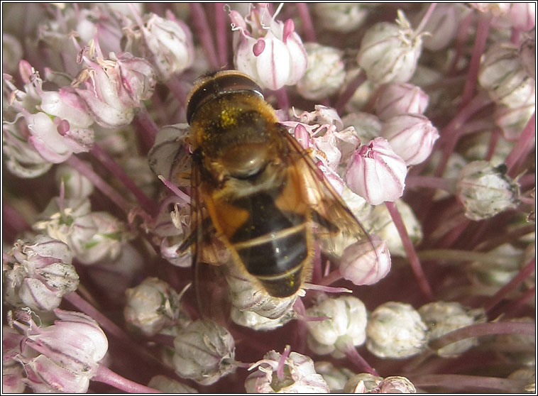 Eristalis arbustorum, Plain-faced Drone Fly