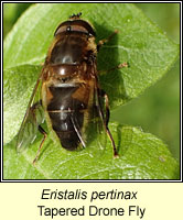 Eristalis pertinax, Tapered Drone Fly