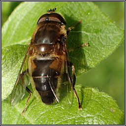 Eristalis pertinax, Tapered Drone Fly