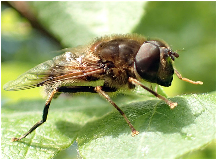 Eristalis pertinax, Tapered Drone Fly