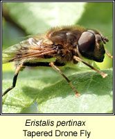 Eristalis pertinax, Tapered Drone Fly