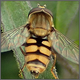 Eupeodes corollae, Migrant Hoverfly