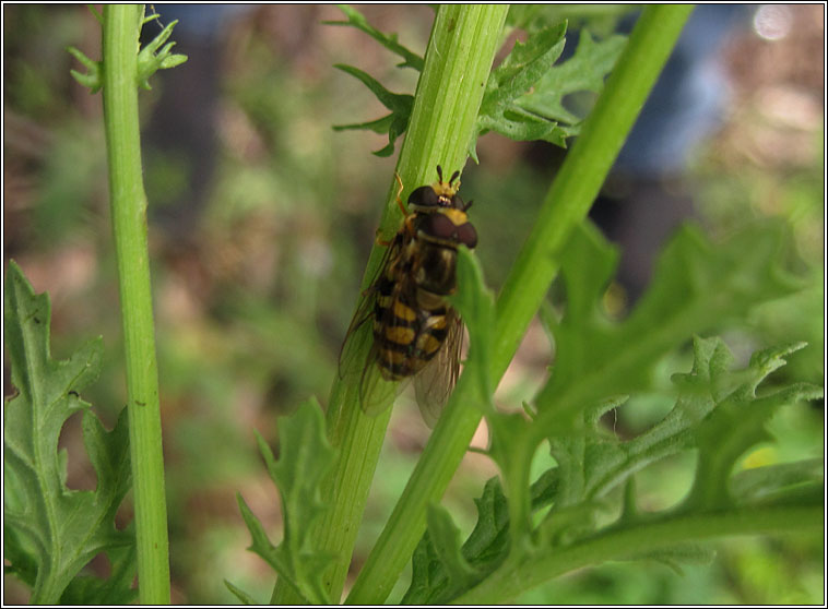 Eupeodes corollae, Migrant Hoverfly