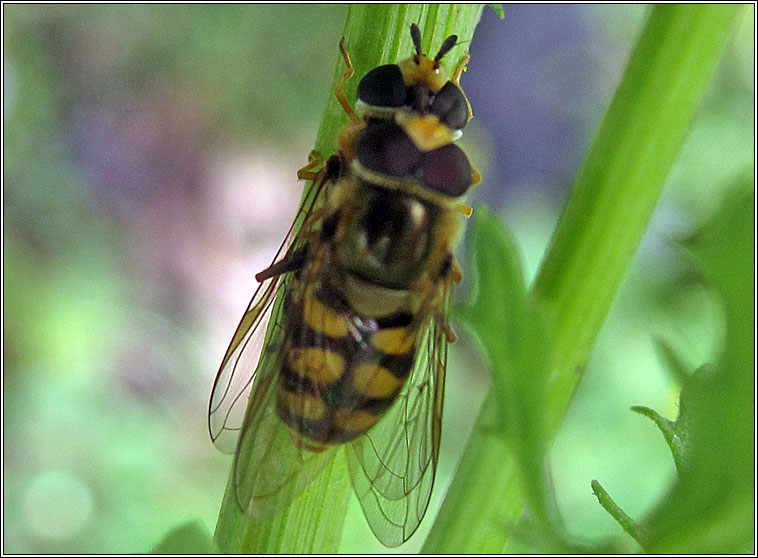 Eupeodes corollae, Migrant Hoverfly