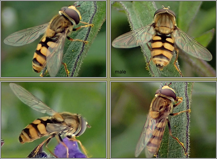 Eupeodes corollae, Migrant Hoverfly