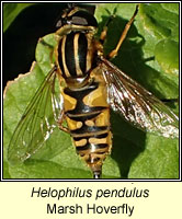 Helophilus pendulus, Marsh Hoverfly