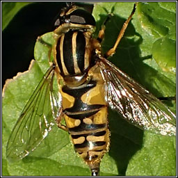 Helophilus pendulus, Marsh Hoverfly