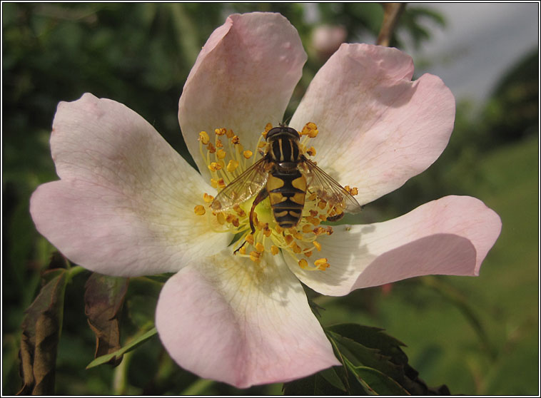 Helophilus pendulus, Marsh Hoverfly