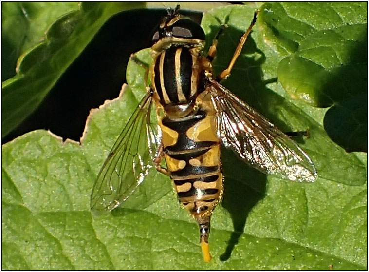 Helophilus pendulus, Marsh Hoverfly