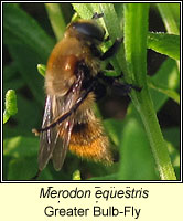 Merodon equestris, Greater Bulb-Fly