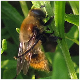 Merodon equestris, Greater Bulb-Fly