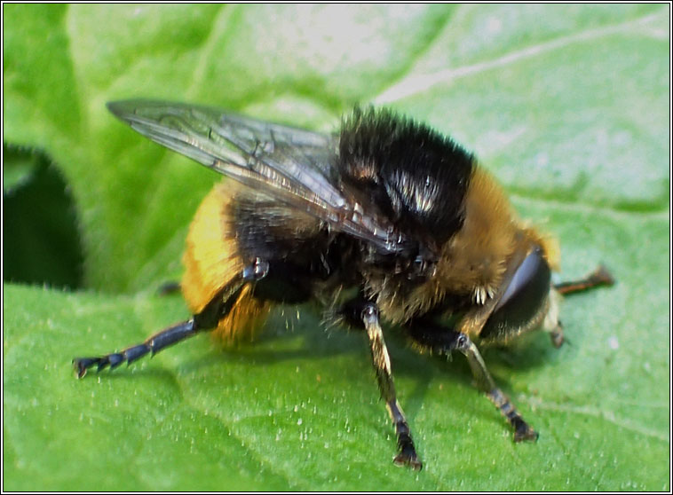 Merodon equestris, Greater Bulb-Fly