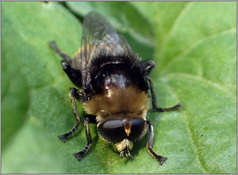 Merodon equestris, Greater Bulb-Fly