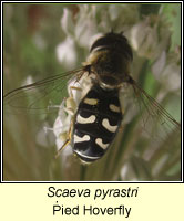 Scaeva pyrastri, Pied Hoverfly