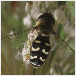 Scaeva pyrastri, Pied Hoverfly