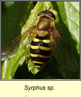 Syrphus sp