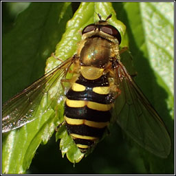 Syrphus sp