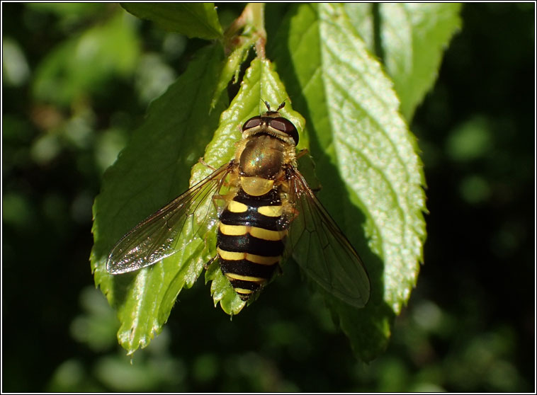 Syrphus sp