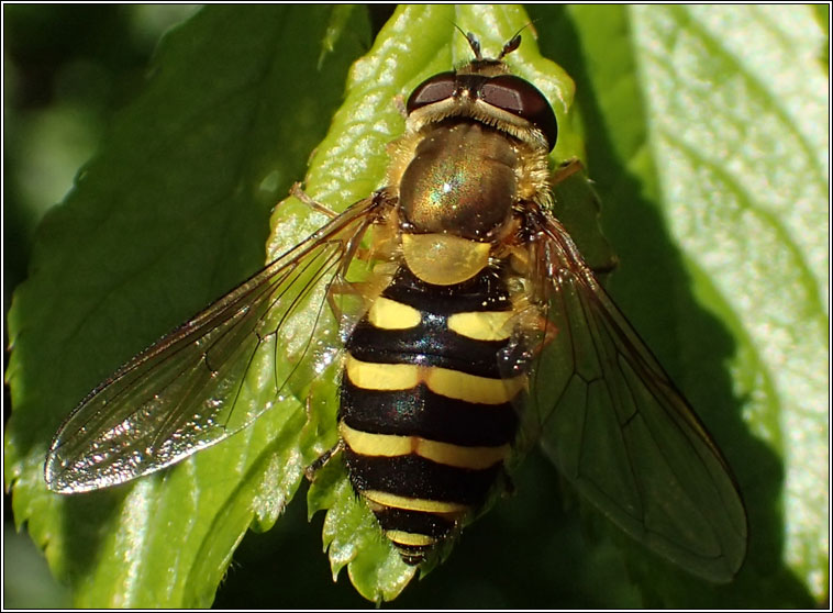 Syrphus sp