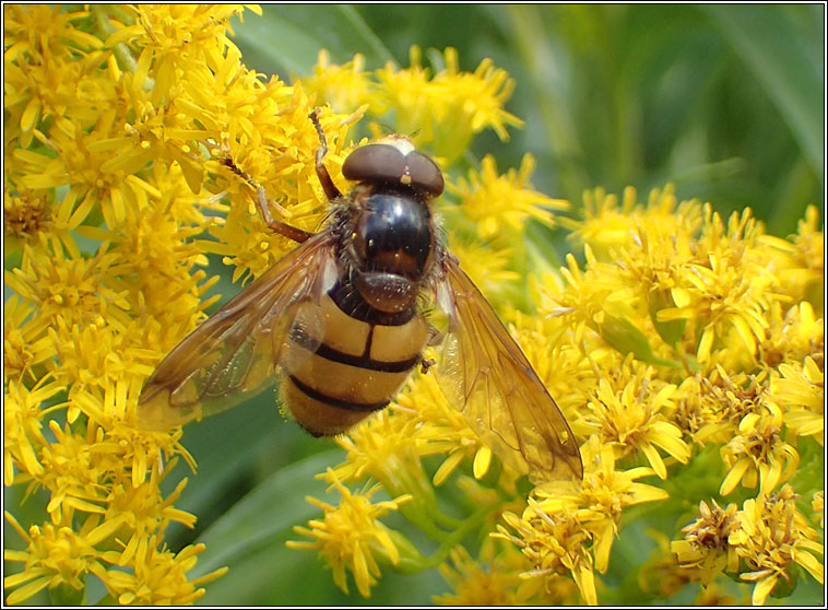 Volucella inanis, Lesser Hornet Hoverfly