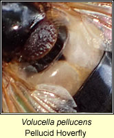 Volucella pellucens, Pellucid Hoverfly