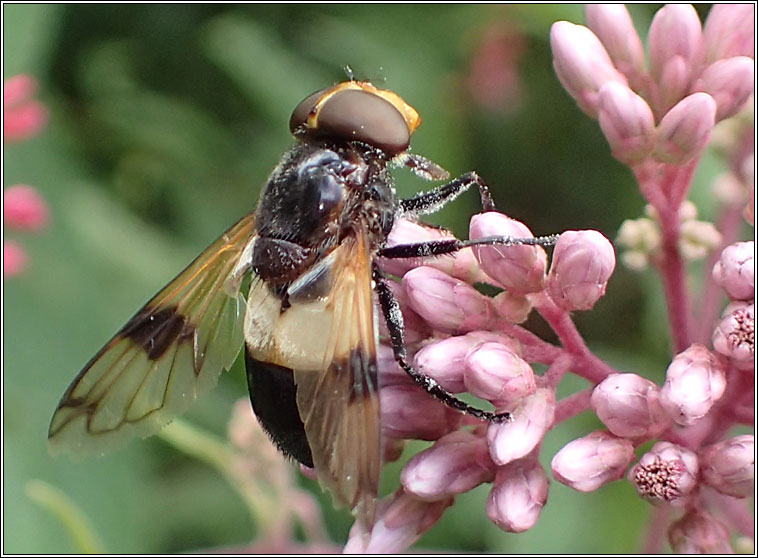 Volucella pellucens, Pellucid Hoverfly